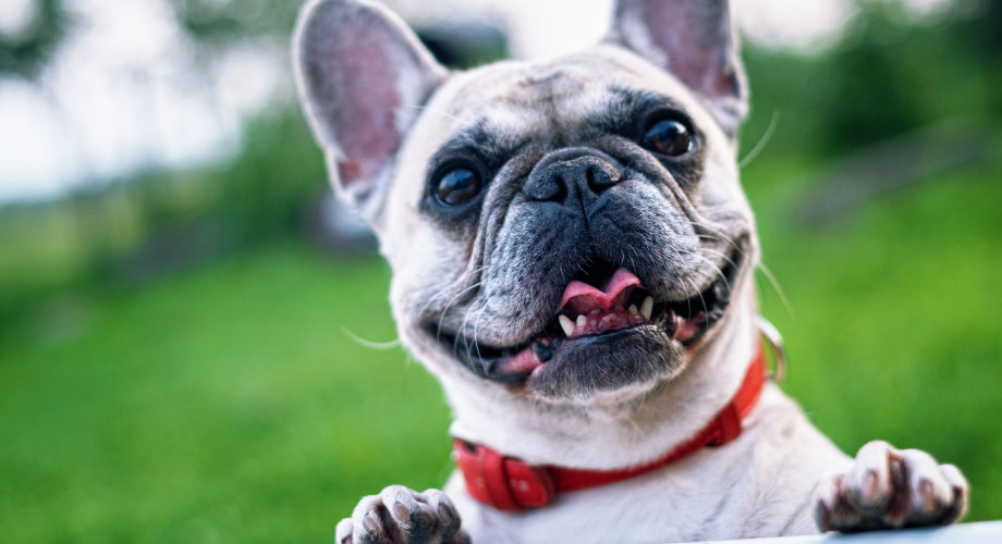 French bulldog with red collar outside resting front paws on a wall and showing off healthy teeth