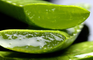 Closeup view of a cut aloe vera plant with salve oozing out, sometimes an ingredient in organic all-natural toothpaste